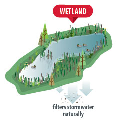 Wetland graphic