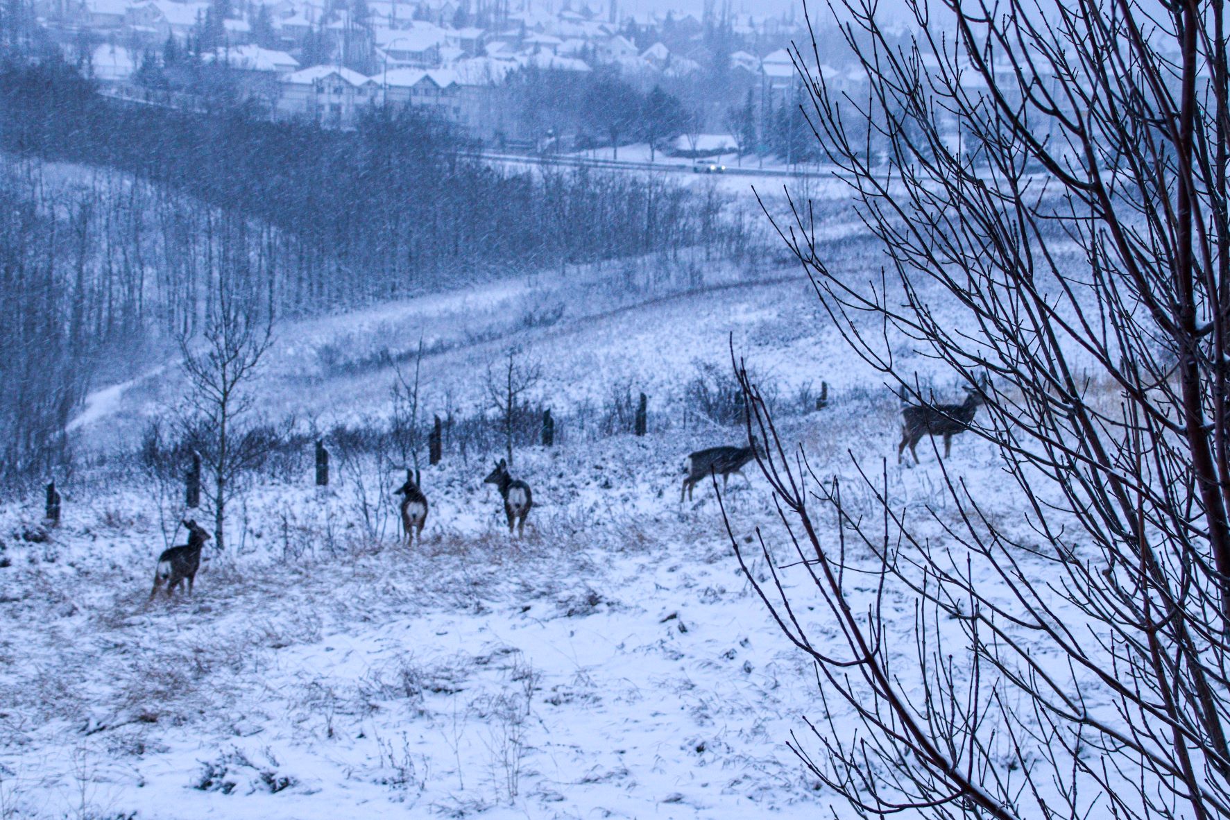 Deer in winter, Twelve Mile Coulee