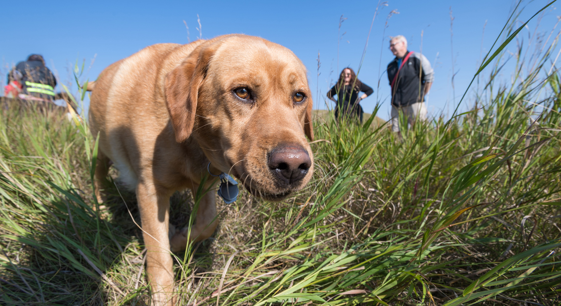 How Much Is A Dog In Calgary