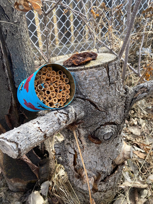 bee hotel