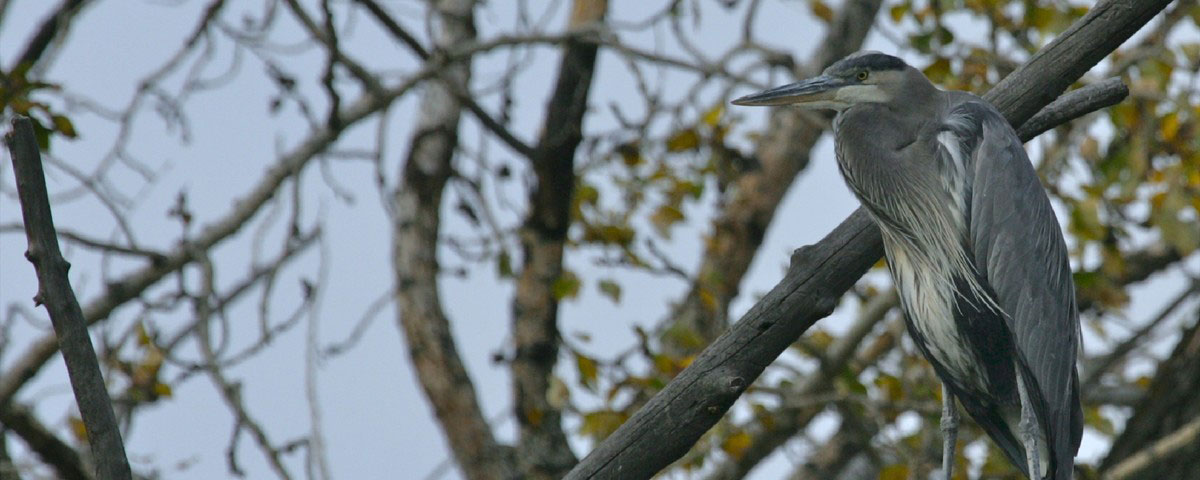 Park of the week - Inglewood Bird Sanctuary Park of the week - Inglewood Bird Sanctuary