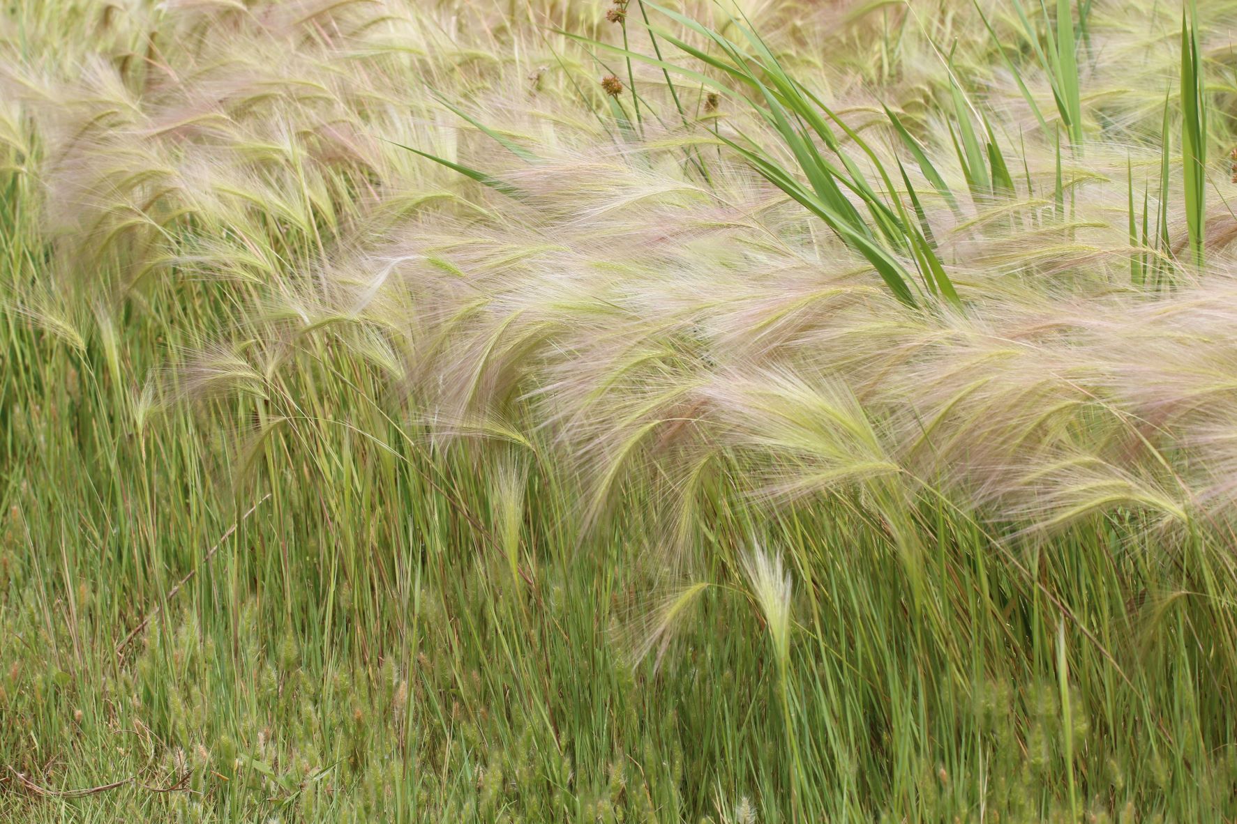 foxtail-barley