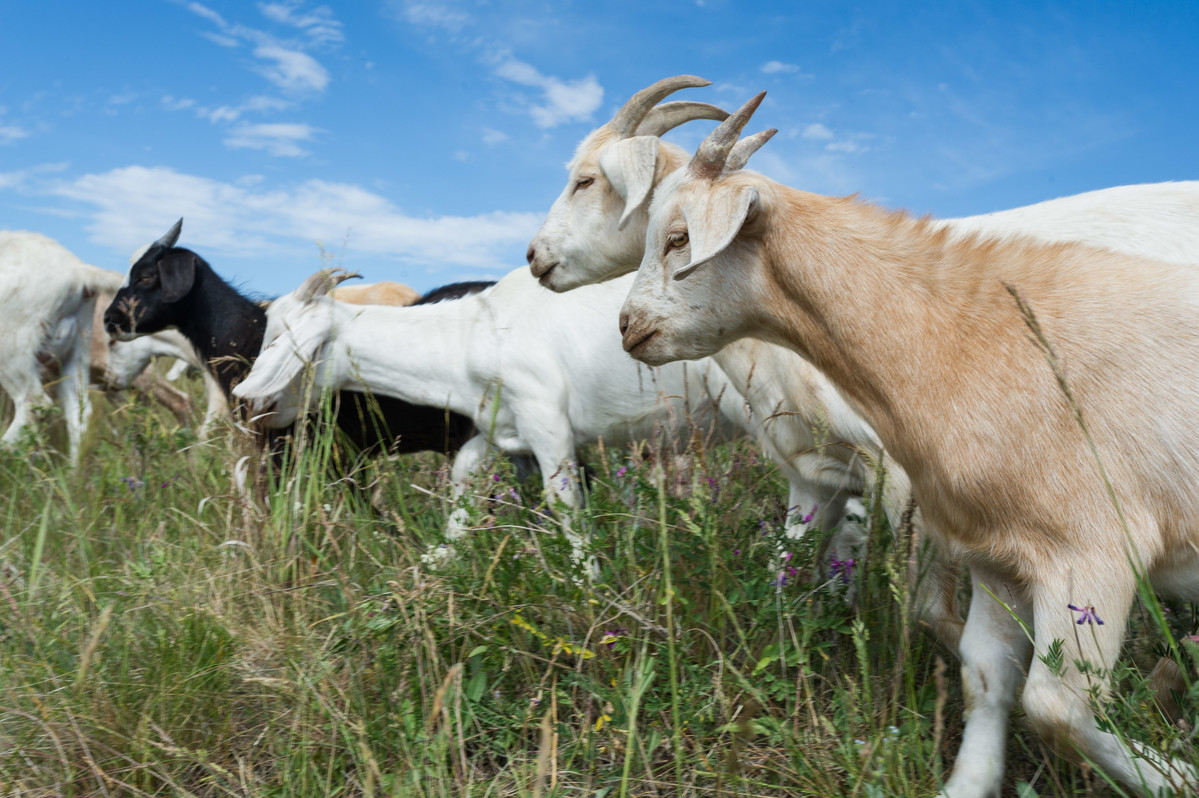 Targeted grazing using goats for weed control
