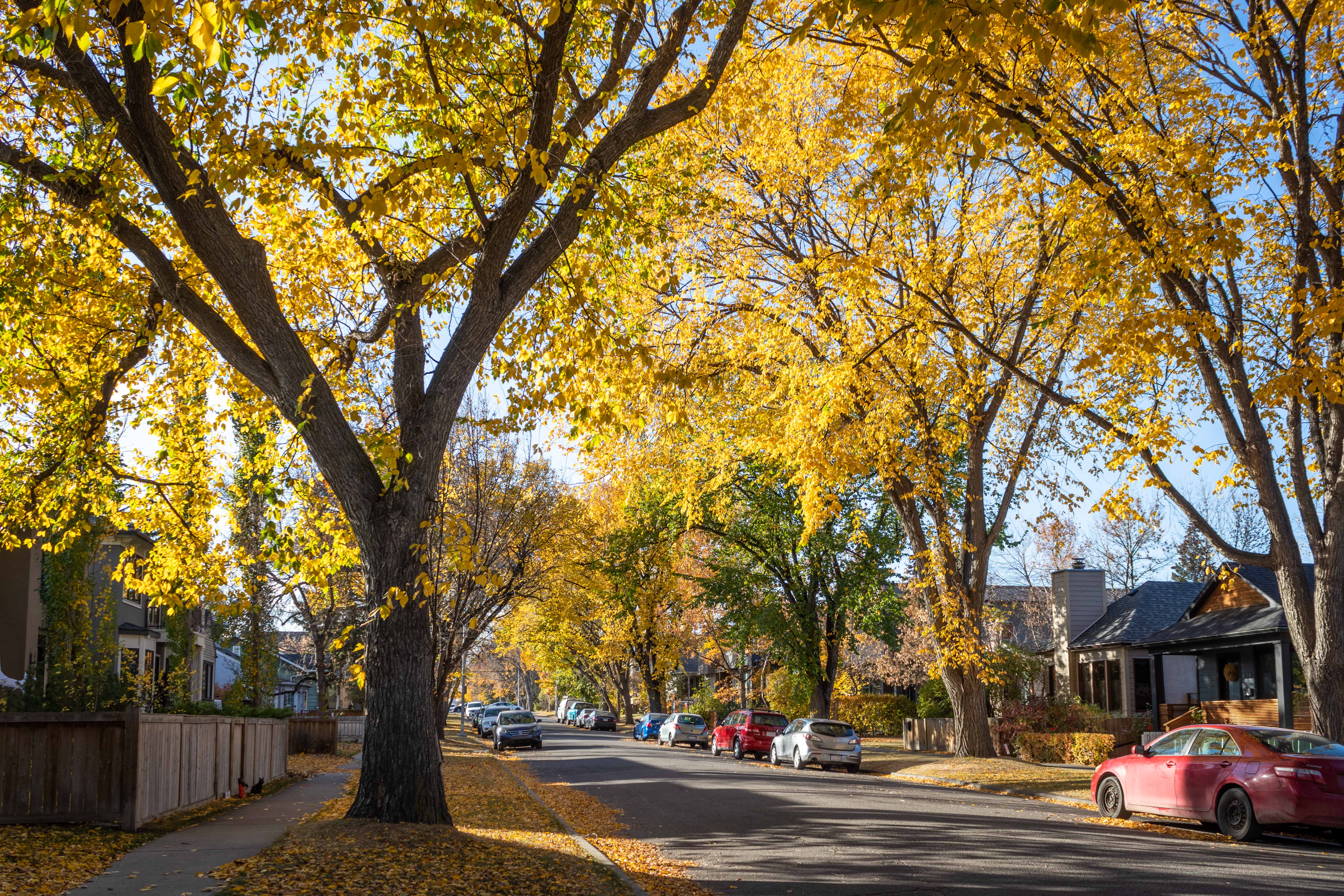 Community trees