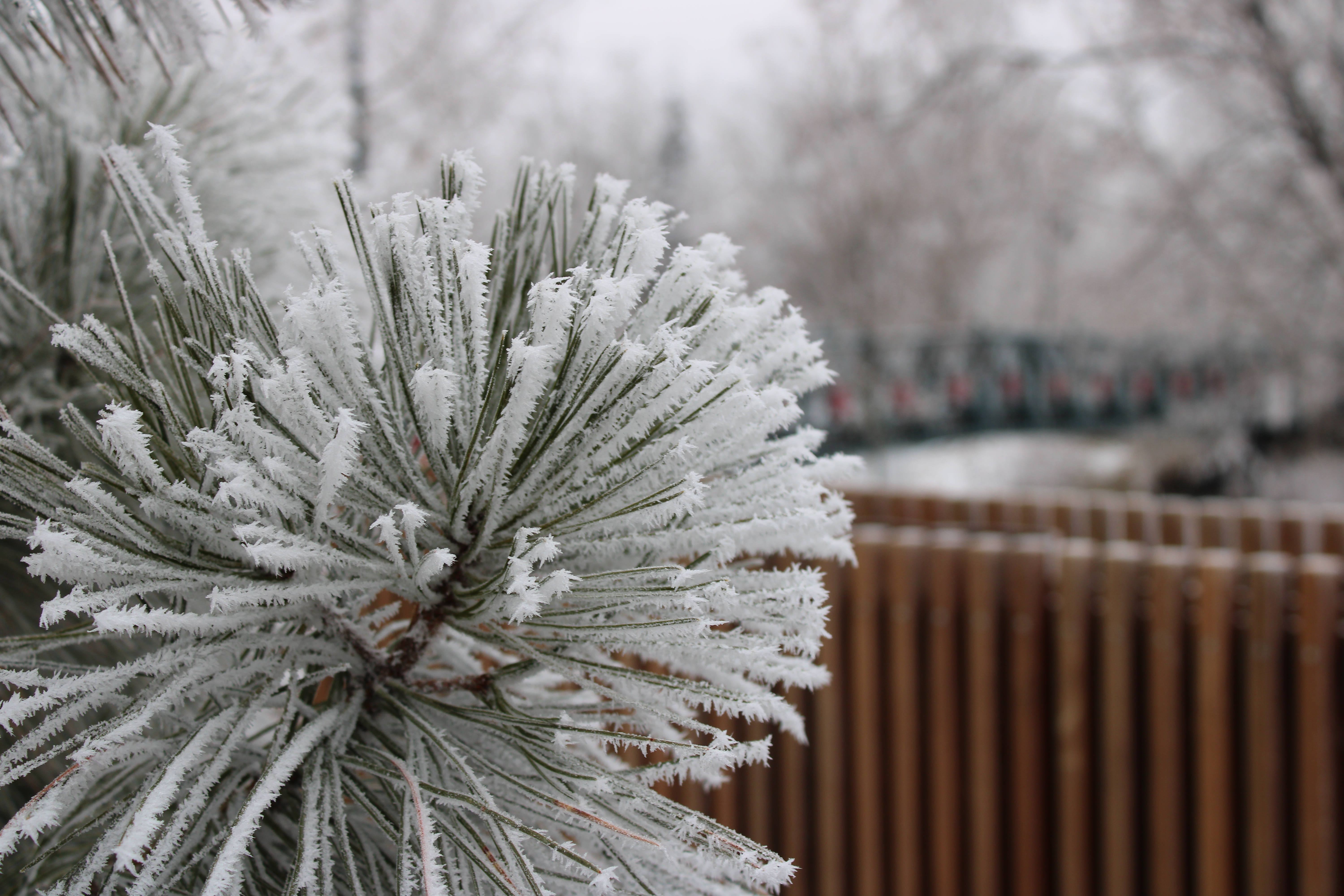 Protecting your trees in winter