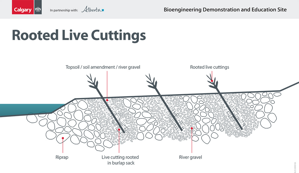 Vegetated Riprap with Rooted live cuttings