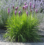 Yardsmart Annuals And Perennials