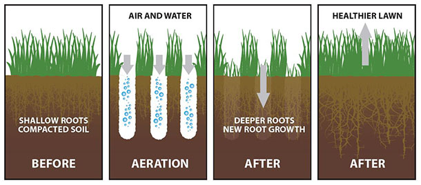 Aerating Your Lawn Infographic
