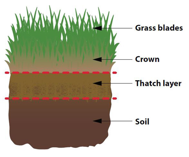 Thatch Infographic