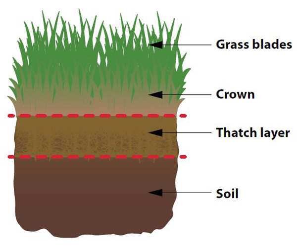 How To Care For Your Lawn How To Care For Your Lawn