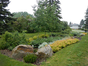 Moutainview Rain Garden Example