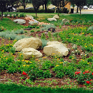 Rain Garden