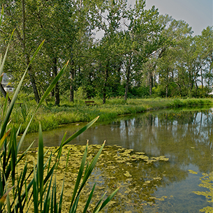 Wetland
