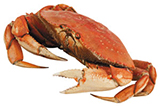 Crab