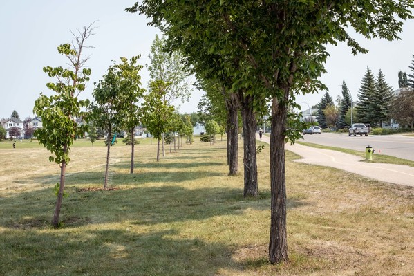 City-planted new saplings stand next to older Brandon elm trees in Country Hills