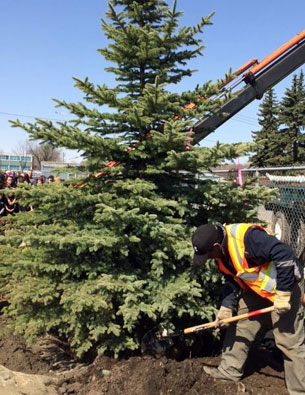 Arbour Day tree