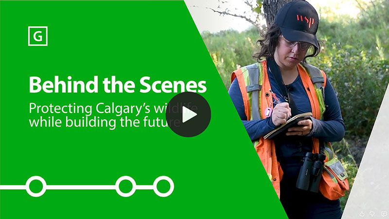 Behind the Scenes - Wildlife Surveys