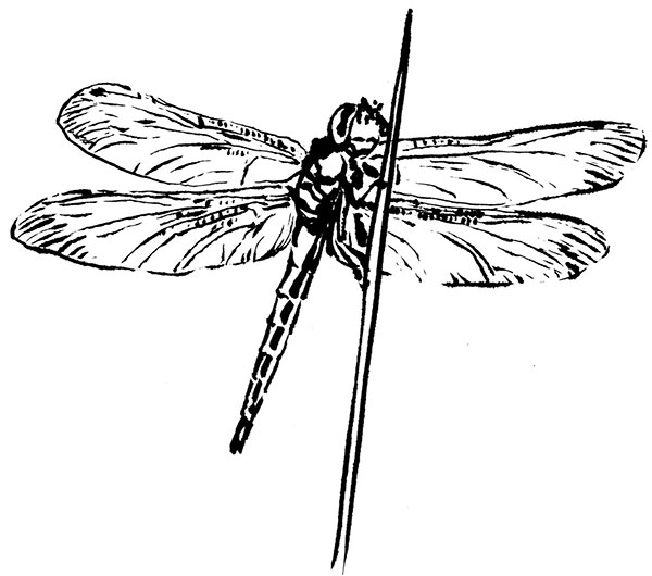 Dragonfly sketch