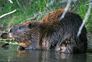 Beaver