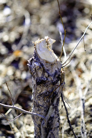 Beaver damaged tree