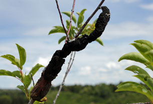 Black knot fungus