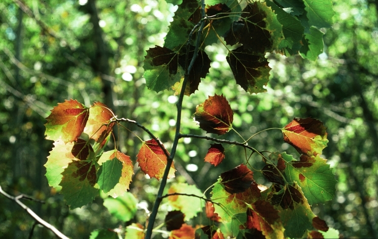 Bronze leaf disease