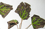 Bronze leaf disease