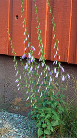 Creeping bellflower