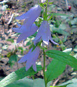 Creeping bellflower petals