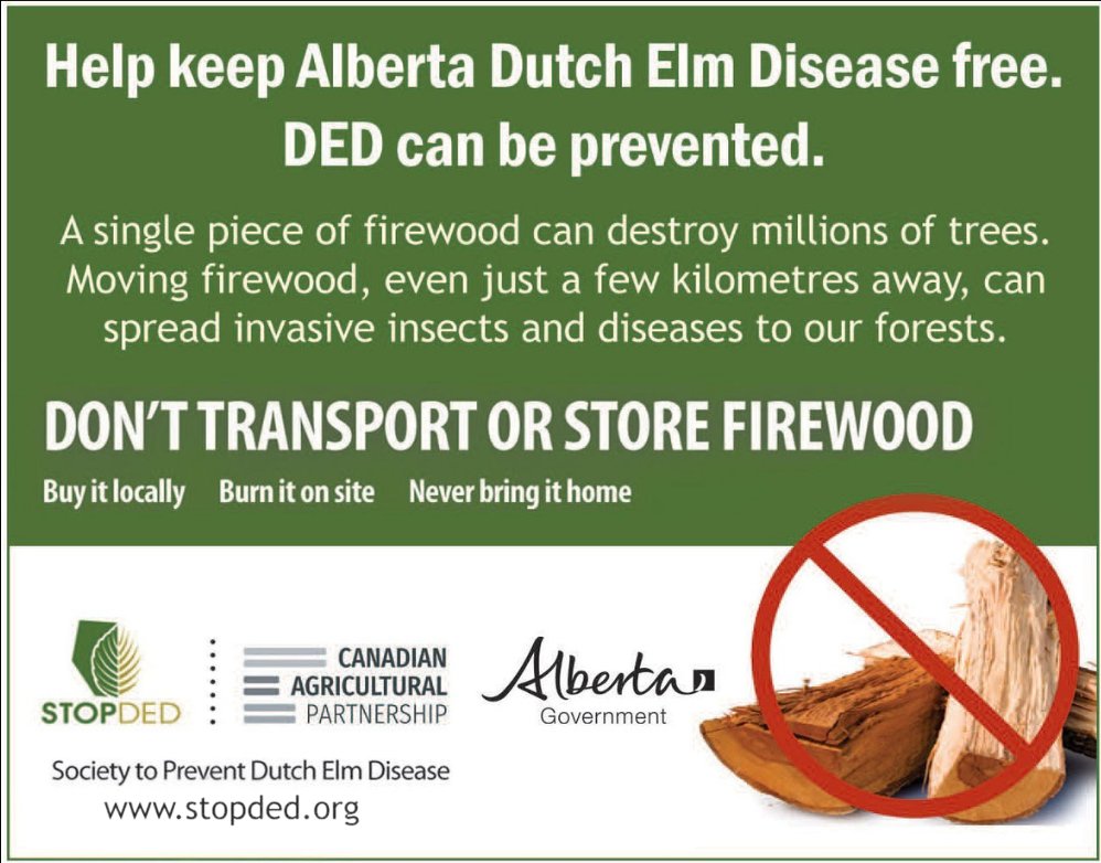 Dutch Elm Disease