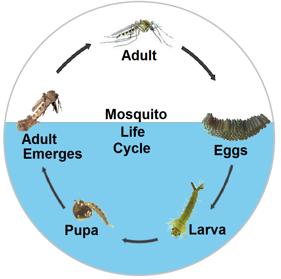 mosquito life cycle