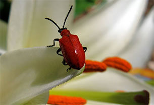 red lily beetle