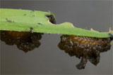 beetle larvae