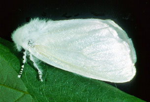 Satin Moth