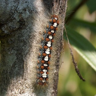 Satin Moth caterpillar