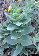 toadflax