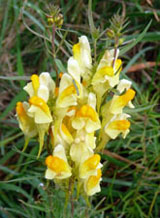 Yellow toadflax flowers and foliage