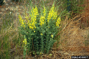 Toadflax