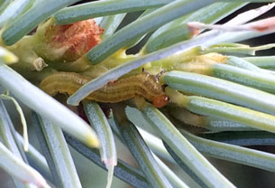 spruce sawfly