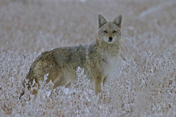 Coyote watching