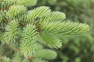 Colorado Spruce