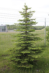 Colorado Spruce