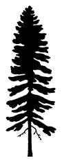 Colorado Spruce