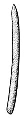 Colorado Spruce