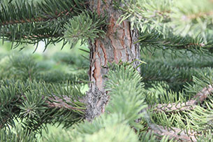 Colorado Spruce