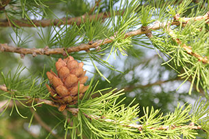 Siberian Larch