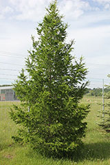 Siberian Larch