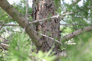 Siberian Larch