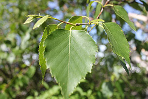 Birch
