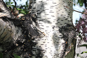 Birch